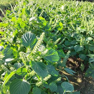 박수연님의 고구마 · 자유게시판 작성글 사진