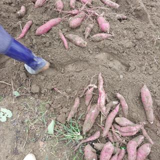 박수연님의 고구마 · 자유게시판 작성글 사진