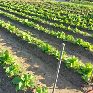 박수연님의 고구마 · 자유게시판 작성글 사진