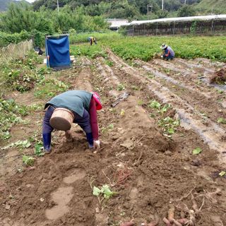 박수연님의 고구마 · 자유게시판 작성글 사진