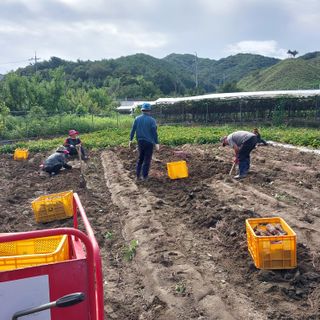 박수연님의 고구마 · 자유게시판 작성글 사진