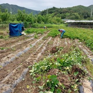 박수연님의 고구마 · 자유게시판 작성글 사진
