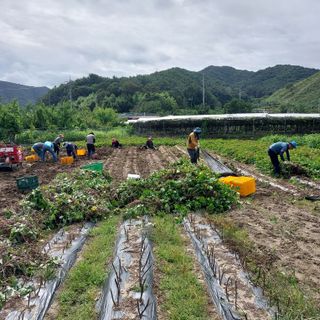 박수연님의 고구마 · 자유게시판 작성글 사진