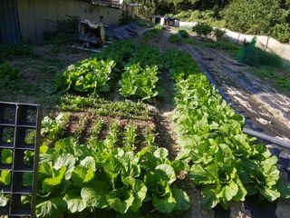 매실15054님의 ↑ 윷놀이 하고 추석덕담 하기 · 참여글 작성글 사진