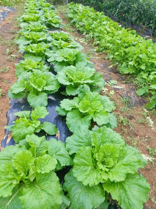 미카엘농장님의 ↑ 윷놀이 하고 추석덕담 하기 · 참여글 작성글 사진