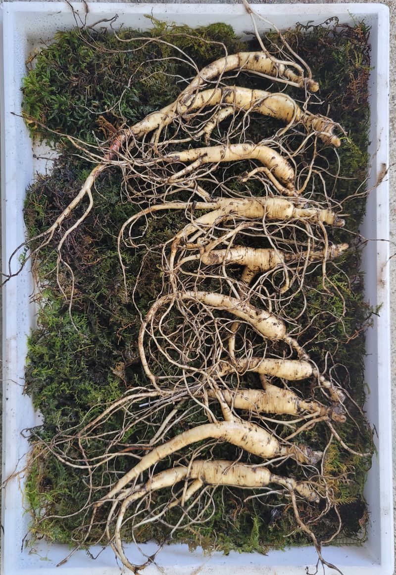 장터 상품 [장뇌삼 파격 할인판매 ] 썸네일