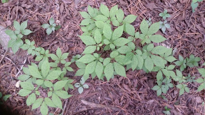 신재용님의 장터 판매 상품 [장뇌삼 파격 할인판매 ] 첨부 사진