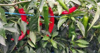 정진해님의 고추 · 일상 작성글 사진