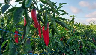 정진해님의 고추 · 일상 작성글 사진