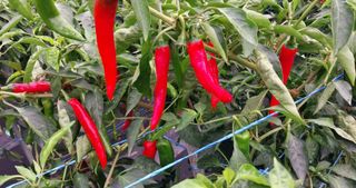 정진해님의 고추 · 일상 작성글 사진