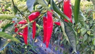 정진해님의 고추 · 일상 작성글 사진