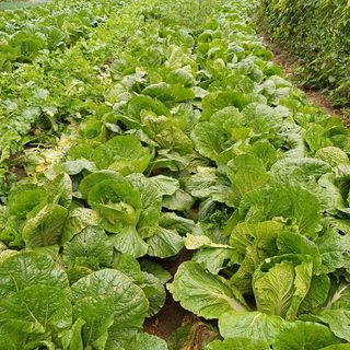 삼성농산님의 고구마 · 영농일지 작성글 사진