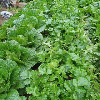 삼성농산님의 고구마 · 영농일지 작성글 사진