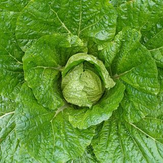 삼성농산님의 고구마 · 영농일지 작성글 사진