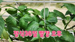 늘햇살팜 님의 기타작물 · 영농일지 작성글 사진