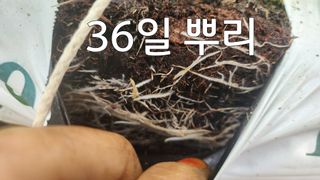 늘햇살팜 님의 기타작물 · 영농일지 작성글 사진