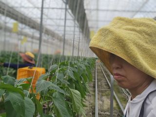 늘햇살팜 님의 기타작물 · 영농일지 작성글 사진