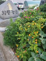 와룡농원님의 사과·일상 작성글 사진