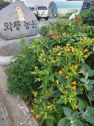 와룡농원님의 사과 · 일상 작성글 사진