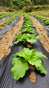 팜모닝 배추·영농일지 게시글 이미지