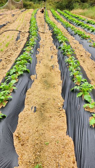 모실표고님의 배추 · 영농일지 작성글 사진