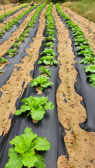 모실표고님의 배추 · 영농일지 작성글 사진