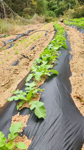 모실표고님의 배추 · 영농일지 작성글 사진