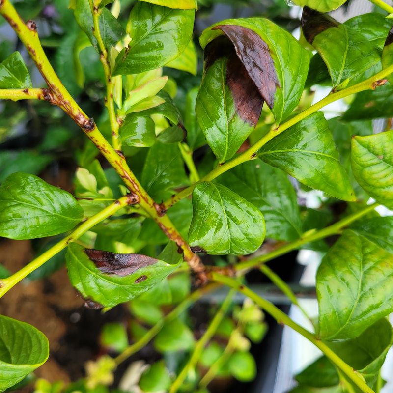 이은정님의 장터 판매 상품 [당첨되신분 축하드립니다. 저는  고압 분무기, 전동가위] 첨부 사진