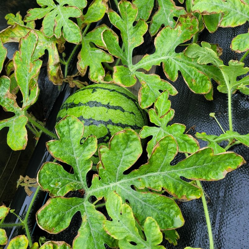 장터 상품 [당첨되신분 축하드립니다. 저는  고압 분무기, 전동가위] 썸네일