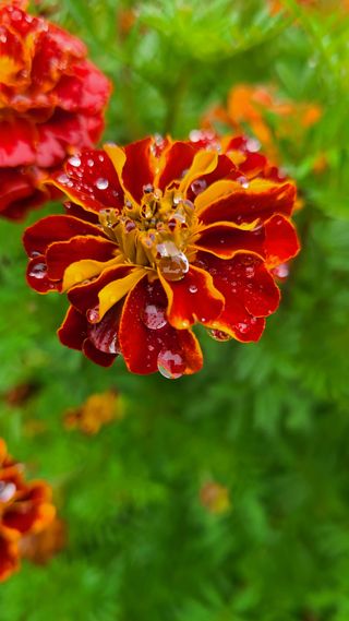 사과인조학제님의 ↑ 윷놀이 하고 추석덕담 하기 · 참여글 작성글 사진