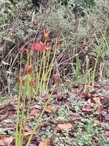 팜모닝 ↑ 윷놀이 하고 추석덕담 하기·참여글 게시글 이미지