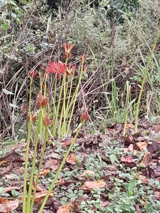 강 찬규님의 ↑ 윷놀이 하고 추석덕담 하기 · 참여글 작성글 사진