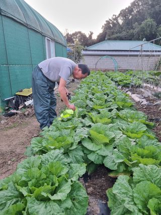 정의학님의 배추 · 병해충상담 작성글 사진