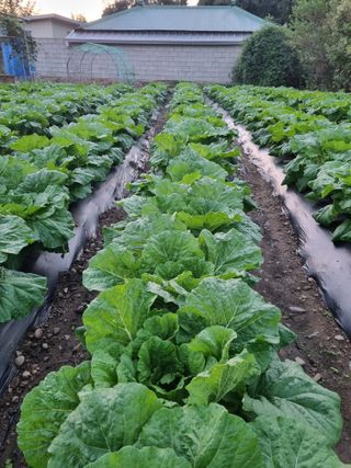 정의학님의 배추 · 병해충상담 작성글 사진