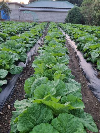 정의학님의 배추 · 병해충상담 작성글 사진