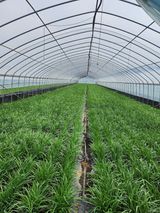 팜모닝 · 게시글 이미지