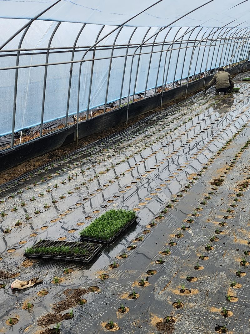조일현님의 장터 판매 상품 [부추5kg] 첨부 사진