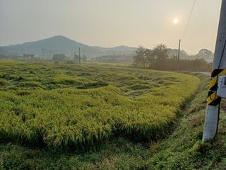 한재승님의 벼 · 영농일지 작성글 사진