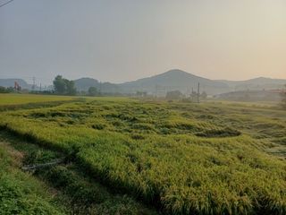 한재승님의 벼 · 영농일지 작성글 사진