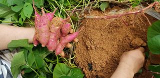 진시황님의 기타작물 · 병해충상담 작성글 사진