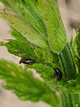 농업법인지매력님의 기타작물 · 병해충상담 작성글 사진