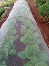 팜모닝 배추·일상 게시글 이미지