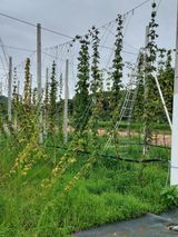 팜모닝 기타작물·병해충상담 게시글 이미지