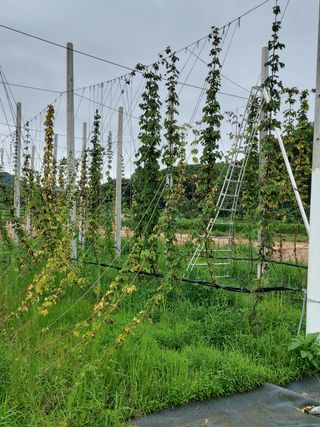농업법인지매력님의 기타작물 · 병해충상담 작성글 사진