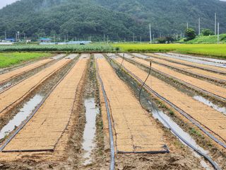 고리라님의 양파 · 자유게시판 작성글 사진