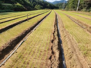 고리라님의 양파 · 자유게시판 작성글 사진