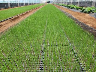 고리라님의 양파 · 자유게시판 작성글 사진