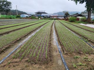 고리라님의 양파 · 자유게시판 작성글 사진