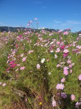 팜모닝 자유주제·자유게시판 게시글 이미지