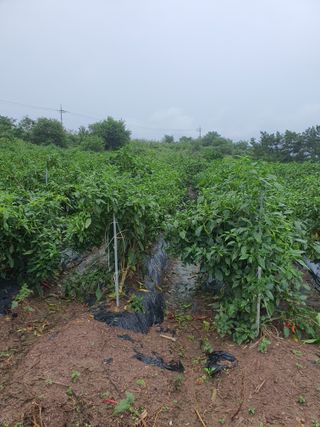 김영복님의 자유주제 · 자유게시판 작성글 사진